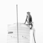 pexels-nandkumar-patel-1333170-3213746